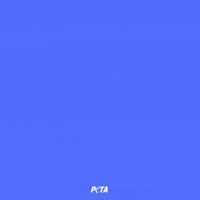 Animal Rights GIF by PETA