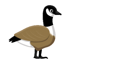 goose geese Sticker by Wichita State University