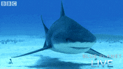 bbc one blue planet 2 GIF by BBC