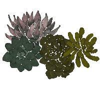 hoppeillustration plants succulent urbanjungle suculentas Sticker