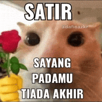 Rose Cat Meme GIF
