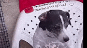 Dog Sneeze GIF
