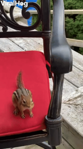 Backyard Chipmunk Eats from the Hand