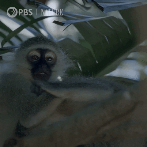 Monkey Pair GIF by Nature on PBS