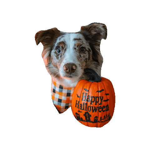 Happy Halloween Sticker by Geekster Pets