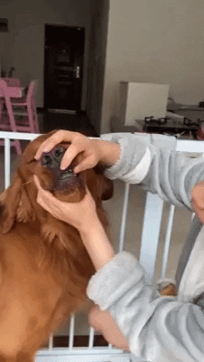 cuteanimalland giphyupload GIF