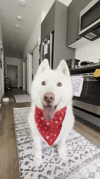 Dog Treats GIF