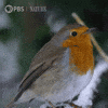 Snow Sing GIF by Nature on PBS