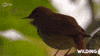 Bird Wilding GIF by PBS