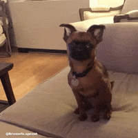 Angry Brussels Griffon GIF by Brussels.Sprout