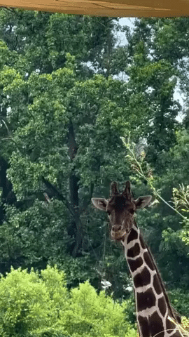 Giraffe Catches Raindrops With Tongue at Maryland Zoo