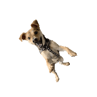 Dog Puppy Sticker by Simple & Sentimental