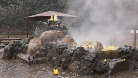spa capybaras GIF