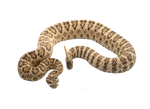 snake STICKER