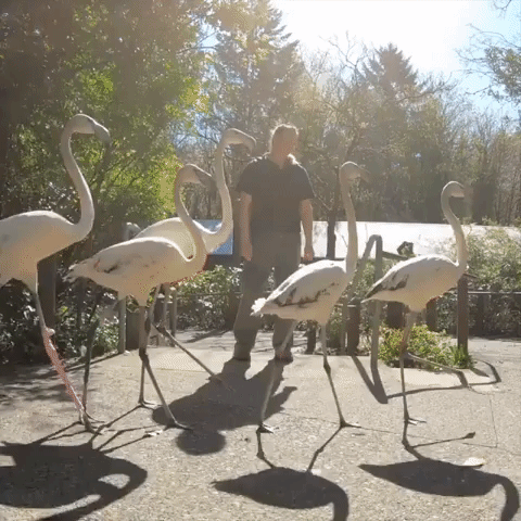 Flamingos Go on Frolicking 'Adventure' Through Oregon Zoo After COVID-19 Forces Closure