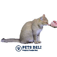 Dog Food Cat Sticker by Pets Deli