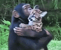 Friendship Puma GIF