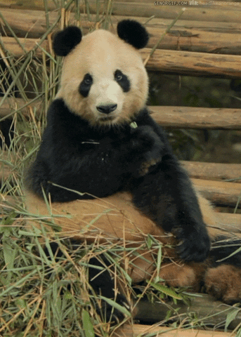 panda snacking GIF by Cheezburger