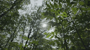 forest trees GIF by Northwood Church