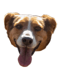 Dog Love Sticker by Buscamos Casita