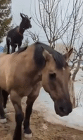 Goat Hitches a Ride on Horse