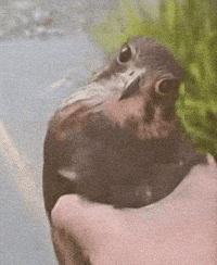American Horse GIF