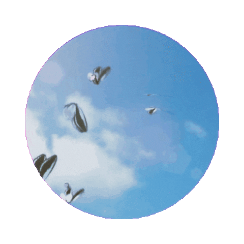 elistorycriativo butterfly borboleta elistorycriativo borboletas Sticker