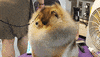dog GIF by Westminster Kennel Club