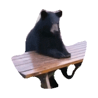 vine STICKER by imoji