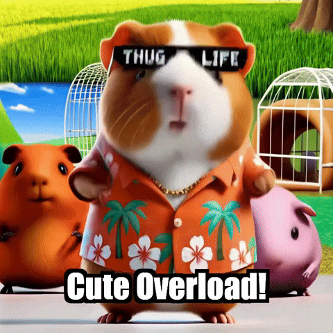 Guinea Pig Compilation GIF by Guinea Gambino