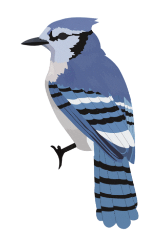 sydneysherrill giphyupload bird bluebird blue jay Sticker