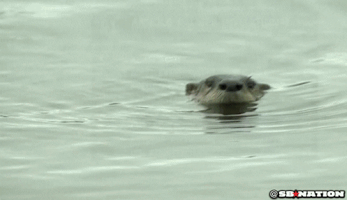 otter GIF by SB Nation