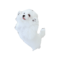 Dogs Love Sticker