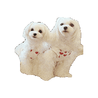 Dogs Love Sticker