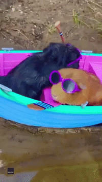 Guinea Pigs Wearing Sunglasses Are A Huge Vibe
