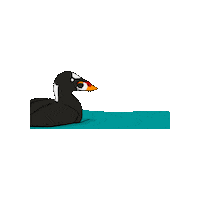 Surfscoter Sticker by RAVENTrust