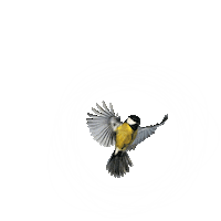 Nest Lancamento Sticker by Terral Incorporadora