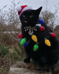 Cat Christmas GIF by JustViral