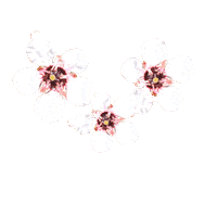 kaiorahoney pretty pinkflower whiteflower nzmade Sticker