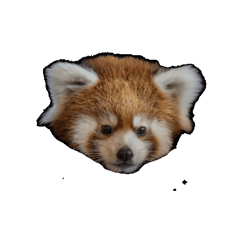 Red Panda Sticker by Valley Zoo Development Society