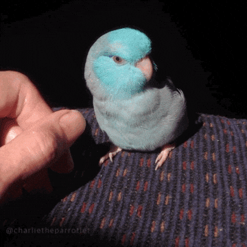 parrotletpost bite chomp angry bird bite me GIF