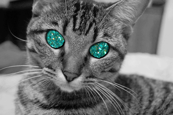 cat glitter GIF