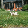 dog rolls rolling GIF by HuffPost