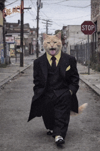 Tuxedo Cat GIF