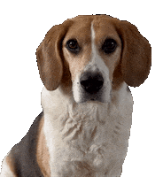 Dog Ollie Sticker by Iris Borduurt