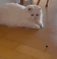 Cats Look GIF