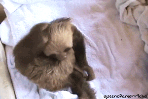 sloth GIF