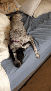 dog beds GIF