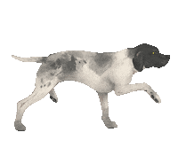 DoveLewisPDX dog wetnose dovelewis wetnosesoiree Sticker