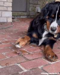 thebernerbunch dog frog toad bernese mountain dog GIF